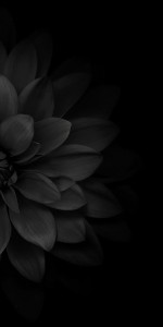 Dark Flower