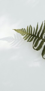 Green Fern Leaf