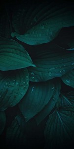 Green Leaves