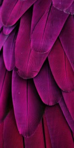 Magenta Feathers