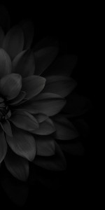 Dark Plant