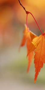 Orange Leaf