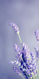 Purple Lavender