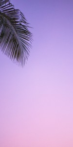 Purple Palm