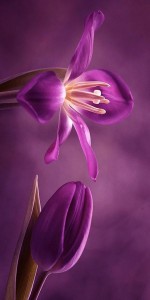 Purple Tulip